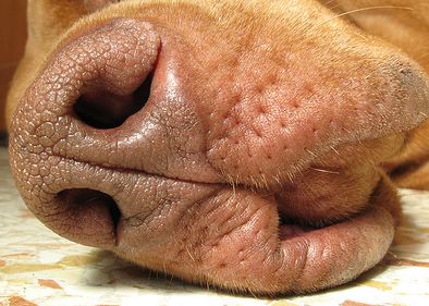 Vizslaorr
